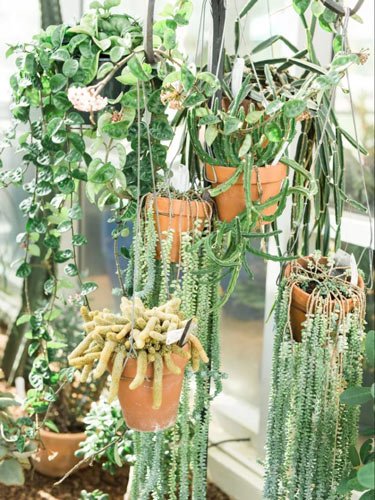 decor-de-plantes-suspendues-en-pot