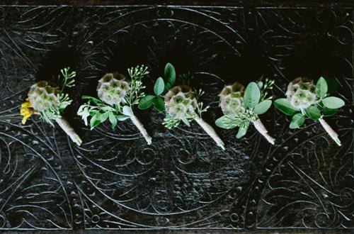 scabiosa-et-boutonniere-a-la-feuille-dolivier